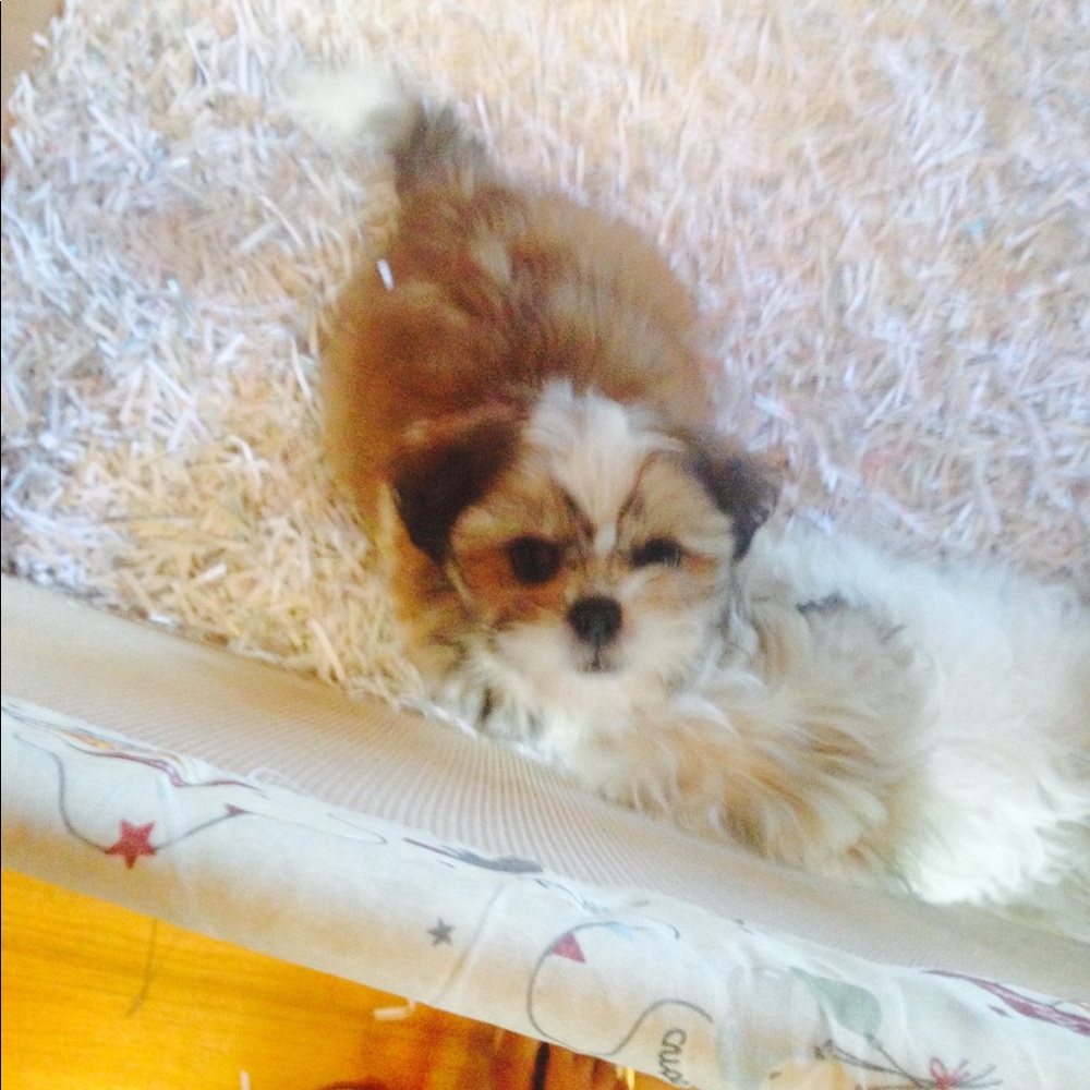 Meet your Posher, Denise